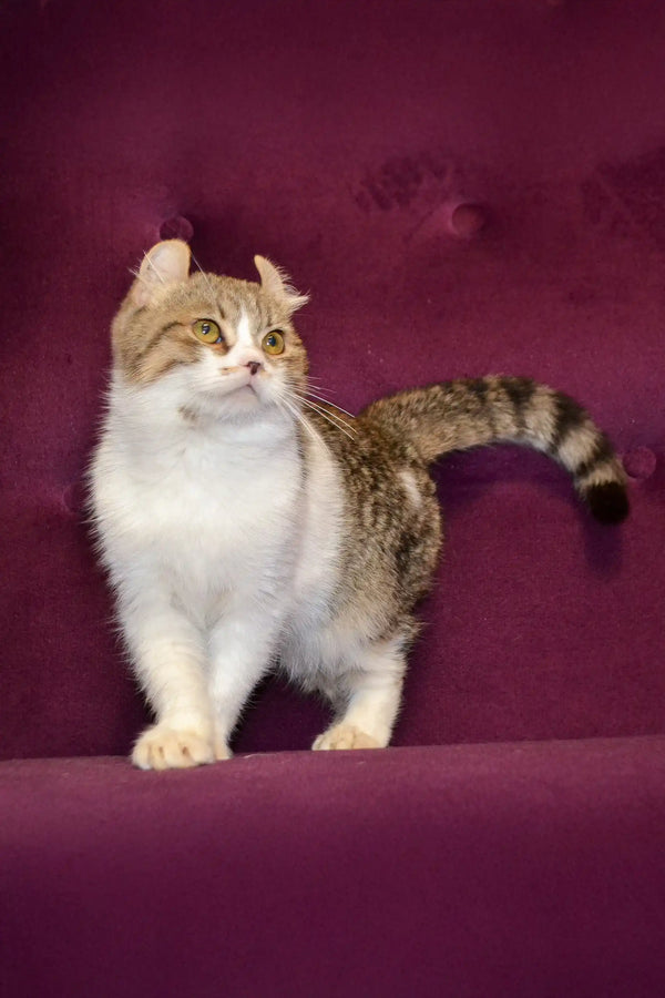 Cute Brown and White Scottish Fold Cat with Striped Tail in Fanfan Kinkalow Kitten