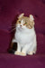 Scottish Fold cat with brown and white fur sitting upright beside Fanfan Kinkalow Kitten