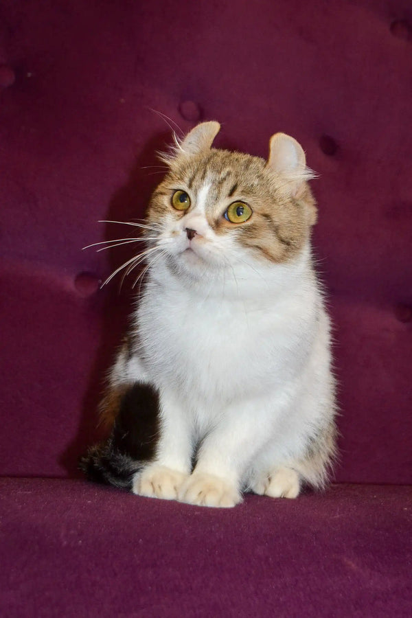 Scottish Fold cat with brown and white fur sitting upright beside Fanfan Kinkalow Kitten