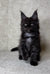 Black Maine Coon kitten with ear tufts and fluffy fur from Fani, your European Maine companion