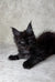 Black Maine Coon kitten with fluffy fur and tufted ears from Fani Maine Coon Kitten