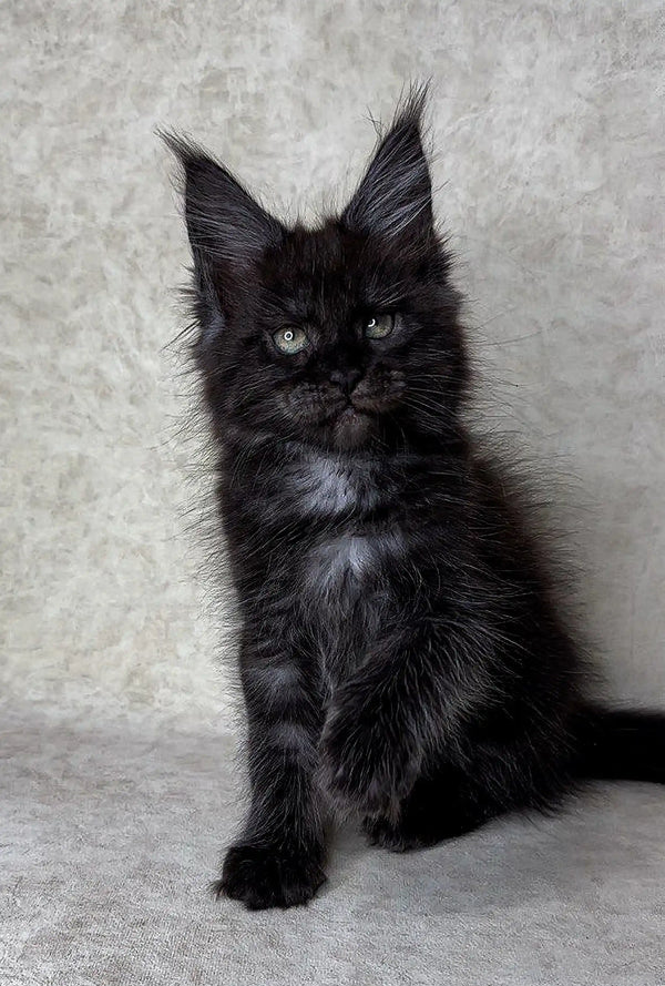 Black Maine Coon kitten Fani with fluffy fur and ear tufts, perfect for pet lovers