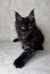 Cute Black Maine Coon kitten Fani with fluffy fur and ear tufts, perfect for loving homes