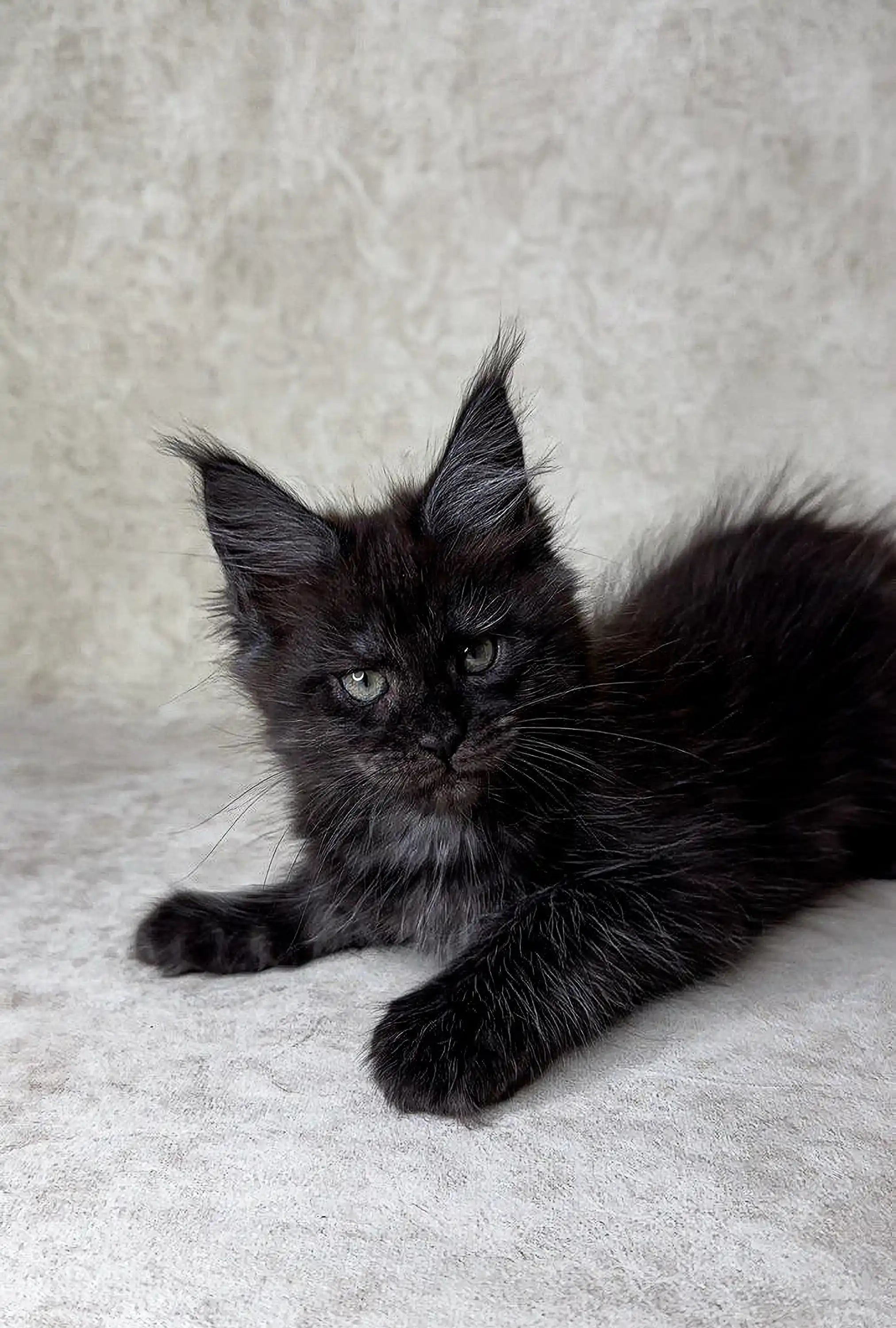 Maine Coon Kittens for Sale Fani | Kitten