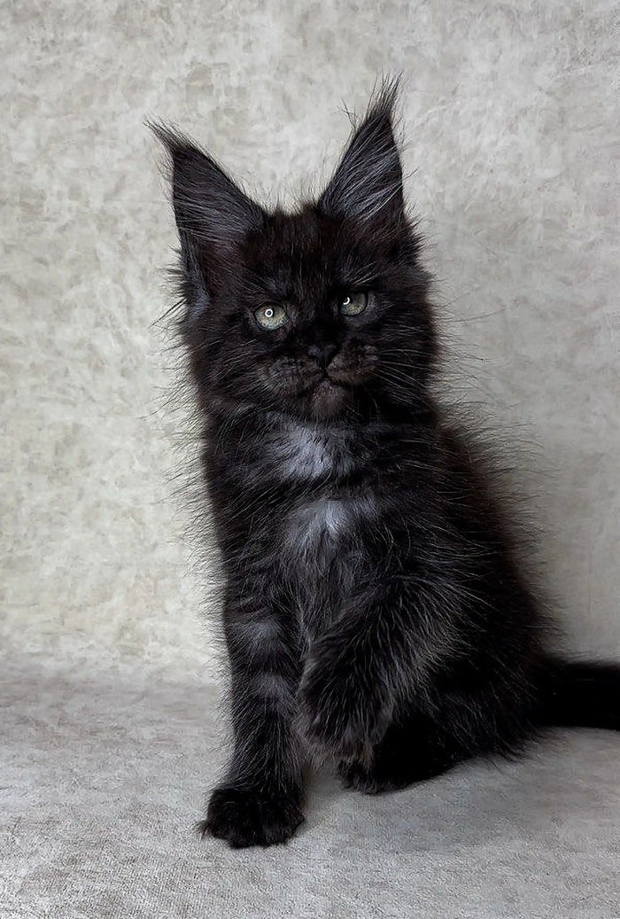 Maine Coon Kittens for Sale Fani | Kitten