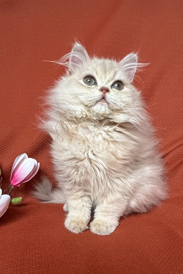 Fluffy cream-colored kitten from Fantik British Longhair collection