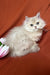 Fluffy light-colored kitten from Fantik British Longhair Kitten collection