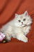 Fluffy light-colored British Longhair kitten with green eyes in Fantik product