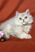 Fluffy light-colored British Longhair Kitten from Fantik, super cute and playful!