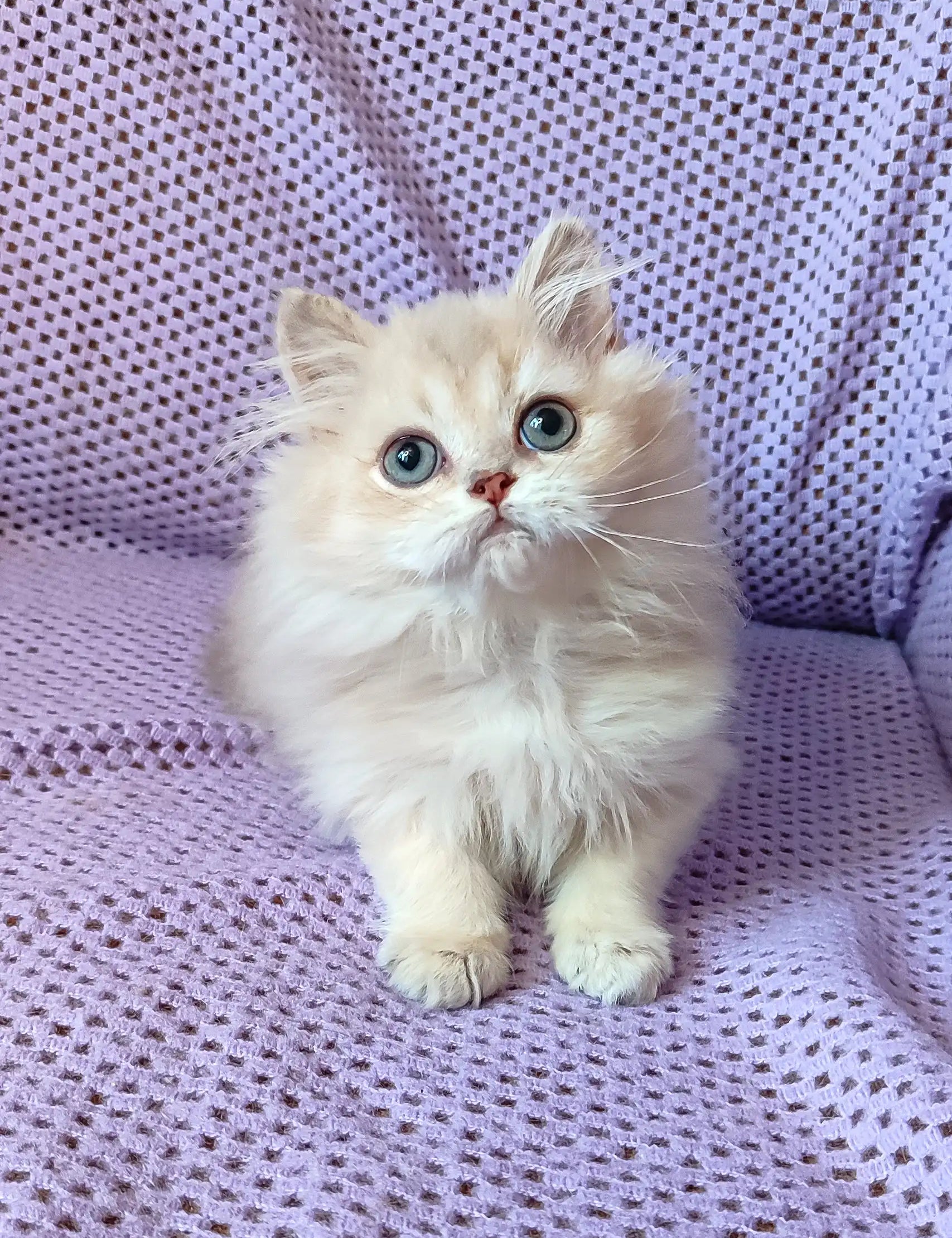 Fluffy White Persian cat with blue eyes, perfect for the Fantik British Longhair Kitten