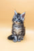 Fluffy gray tabby kitten from Fantik Maine Coon Kitten collection