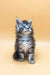 Gray tabby kitten from Fantik Maine Coon Kitten collection, super cute and cuddly!