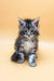 Gray tabby kitten in Fantik Maine Coon Kitten product for playful pet lovers