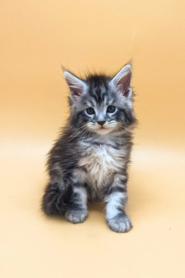 Gray tabby kitten in Fantik Maine Coon Kitten product, adorable and playful