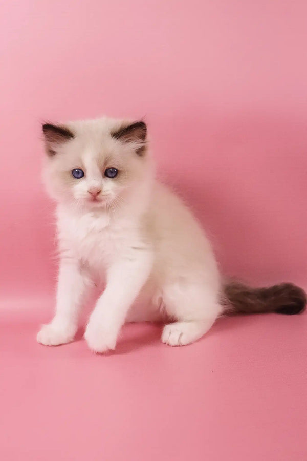 Fantik | ragdoll kitten