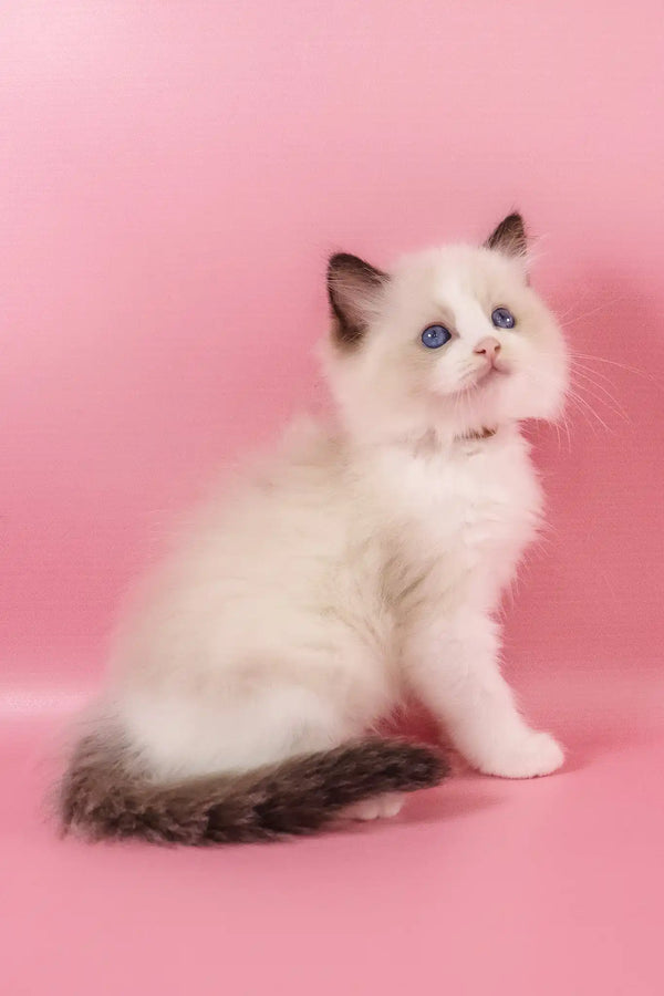 Fantik | ragdoll kitten