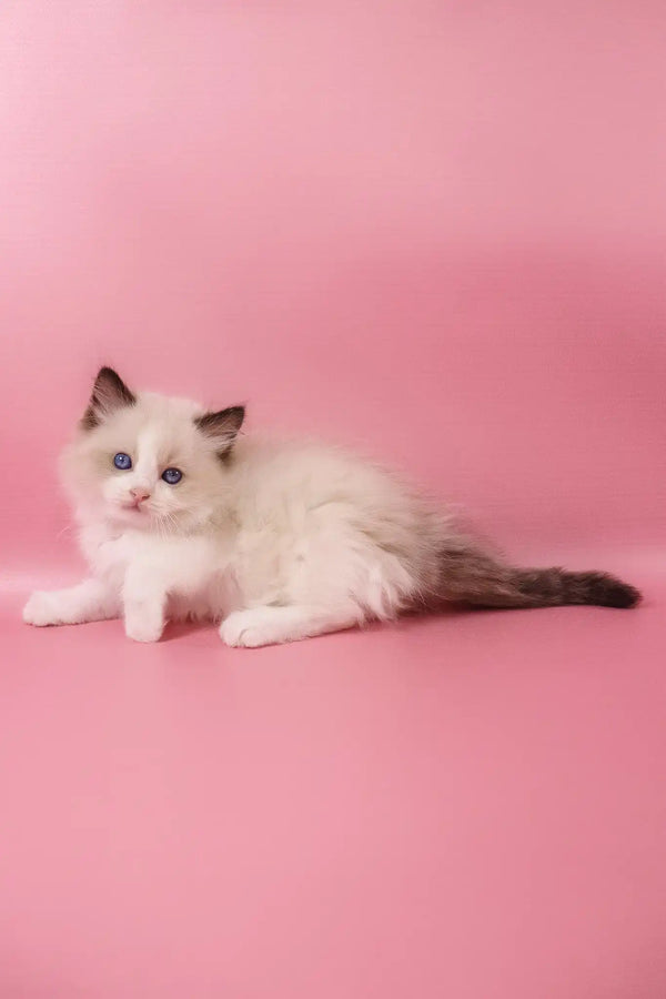 Fantik | ragdoll kitten