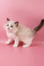 Fantik | ragdoll kitten