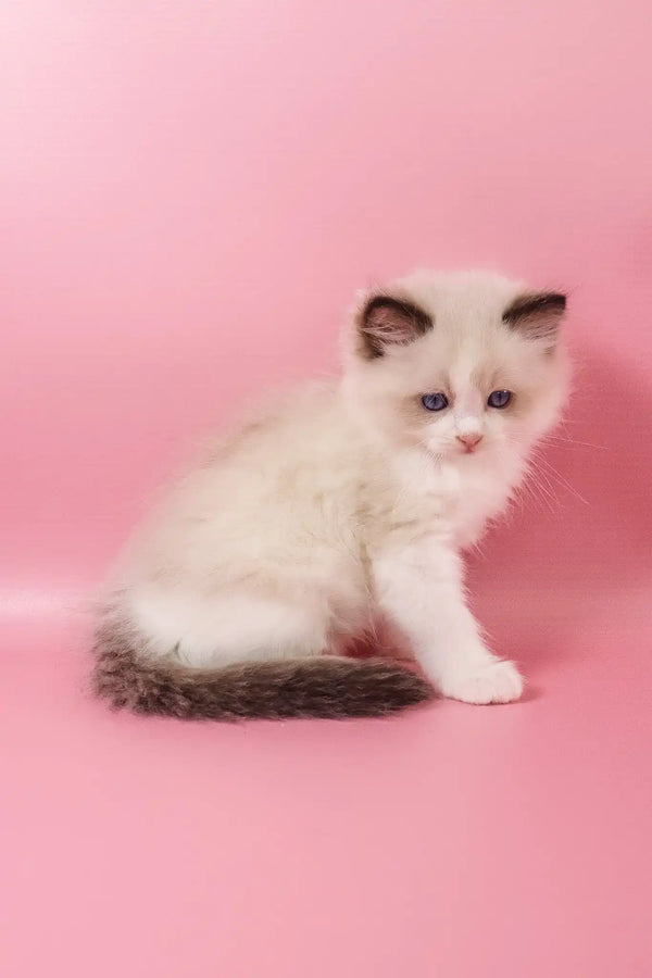 Fantik | ragdoll kitten