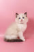 Fantik | ragdoll kitten
