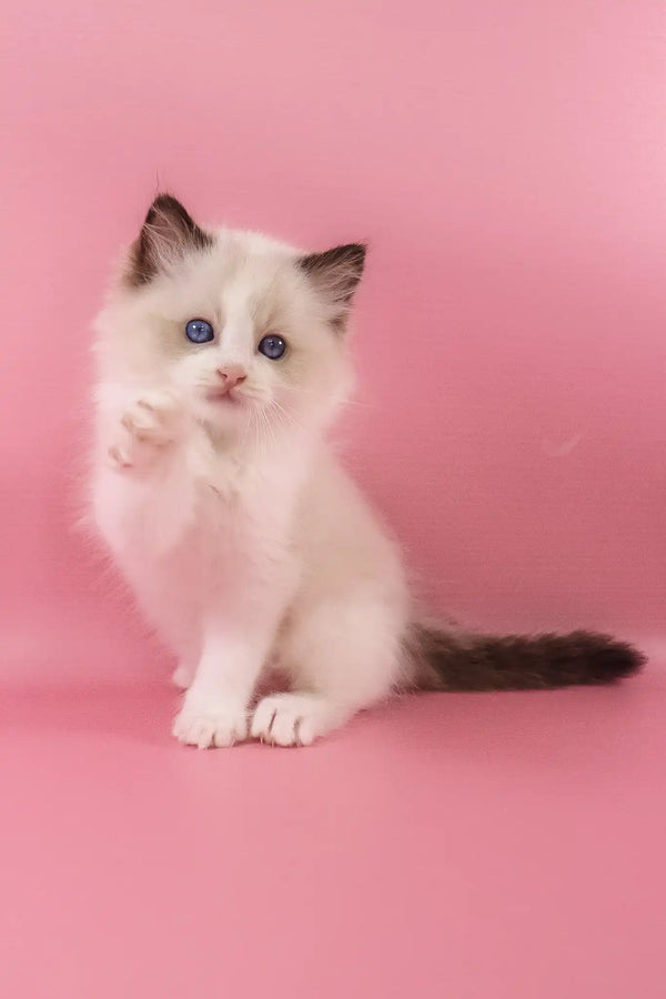 Fantik | ragdoll kitten
