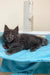 Gray Maine Coon kitten looking cute in the Fantom Maine Coon Kitten product