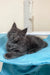 Gray Maine Coon kitten from the Fantom Maine Coon Kitten collection