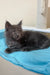 Gray fluffy kitten from Fantom Maine Coon Kitten, super cute and ready to play!