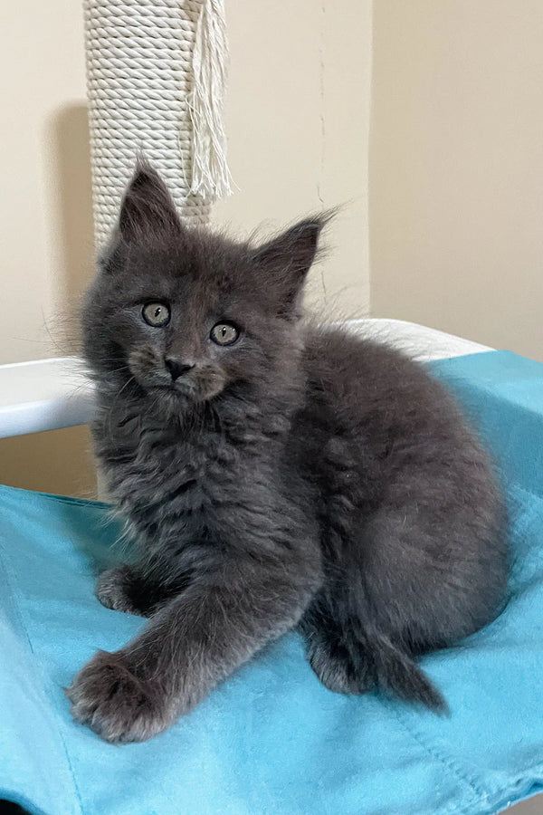 Cute gray fluffy kitten from the Fantom Maine Coon Kitten collection