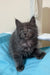 Adorable gray fluffy kitten from the Fantom Maine Coon Kitten collection