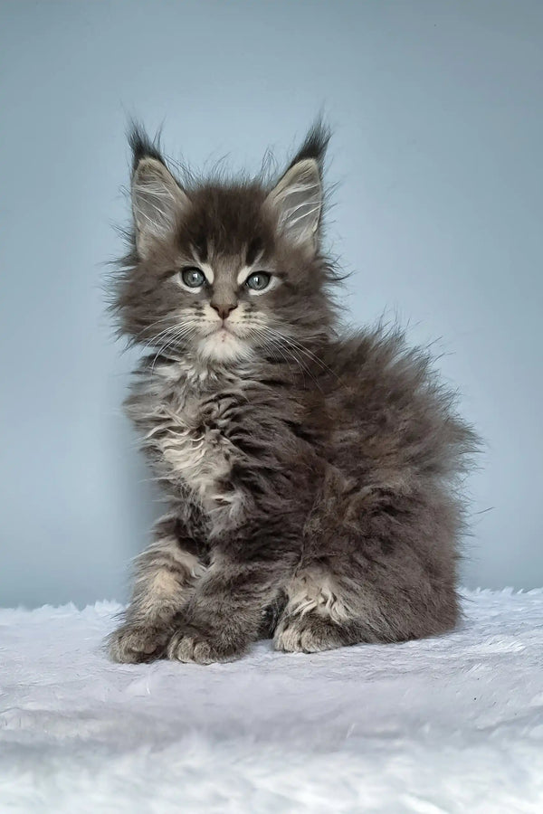 Fluffy gray Maine Coon kitten from Faraon Maine Coon Kitten product collection