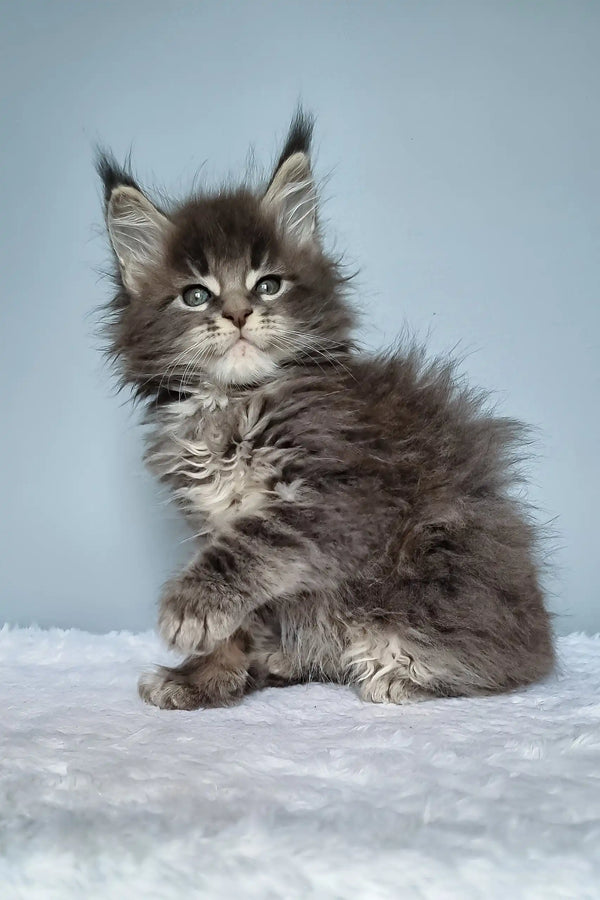 Fluffy gray Maine Coon kitten named Faraon looking super adorable