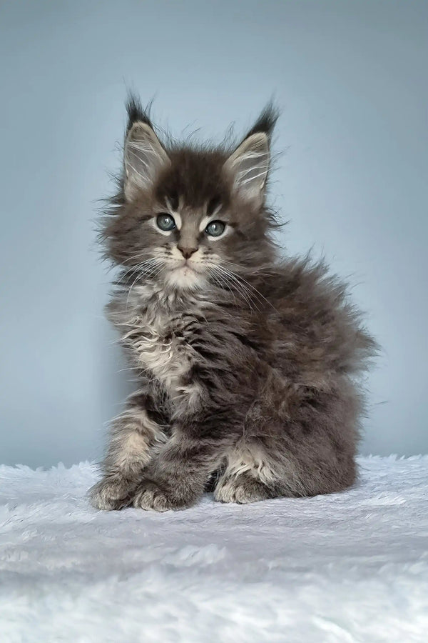 Fluffy gray Maine Coon kitten named Faraon with adorable ear tufts