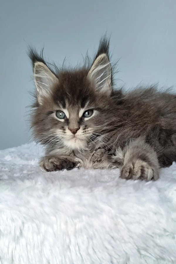 Fluffy gray Maine Coon kitten for sale in the Faraon collection