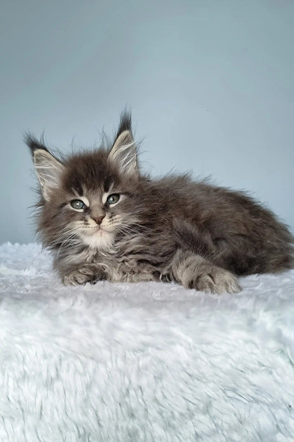 Gray Maine Coon kitten showcasing the adorable Faraon product