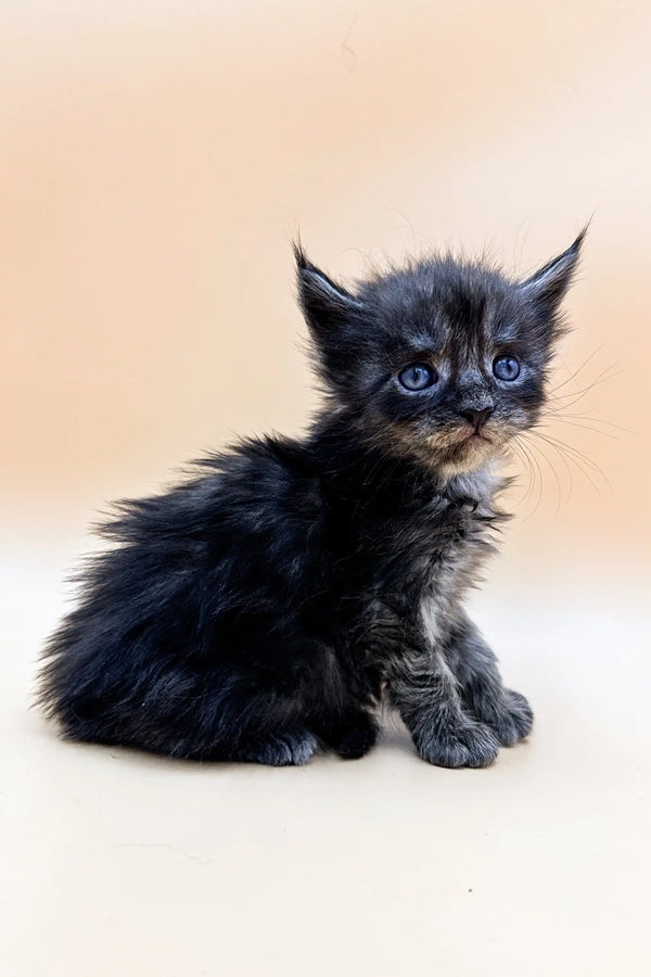 Fluffy black Polydactyl Maine Coon kitten with bright blue eyes and pointed ears
