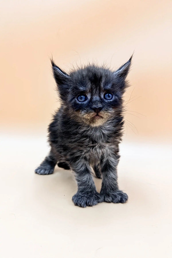 Fluffy gray tabby Polydactyl Maine Coon kitten with bright blue eyes, named Faraon