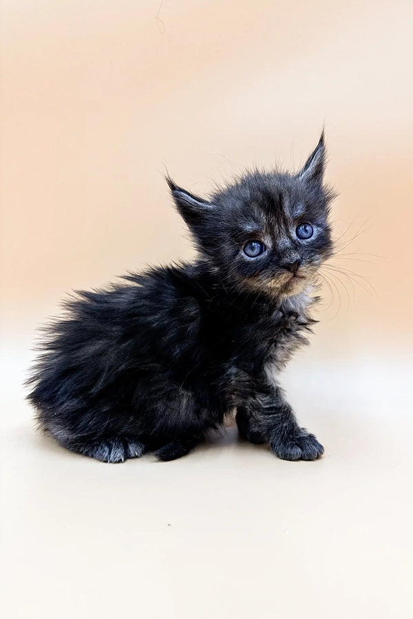 Fluffy black Polydactyl Maine Coon kitten with striking blue eyes, Faraon