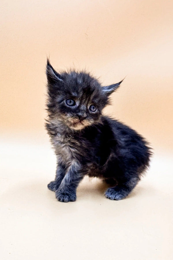 Fluffy black and brown tabby Polydactyl Maine Coon kitten with bright blue eyes