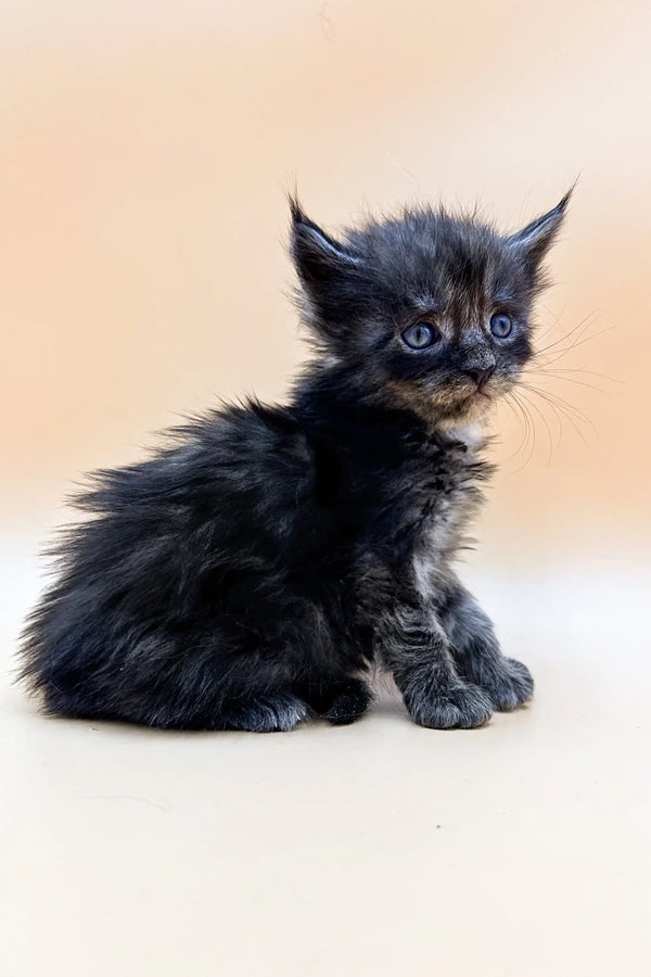 Fluffy black Polydactyl Maine Coon kitten with striking blue eyes and pointed ears