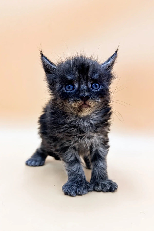 Fluffy Polydactyl Maine Coon kitten with blue eyes and pointed ears, Faraon