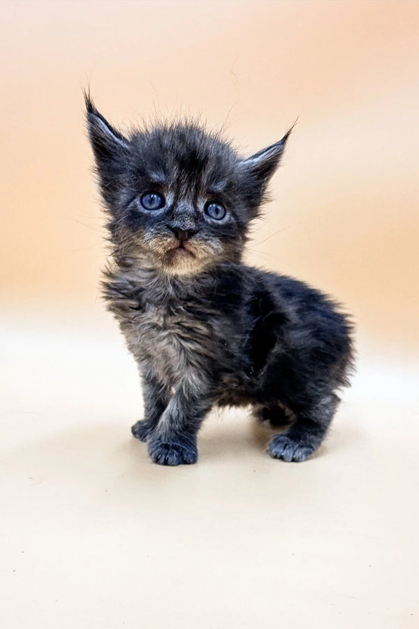 Fluffy gray and tan Polydactyl Maine Coon kitten Faraon with bright blue eyes