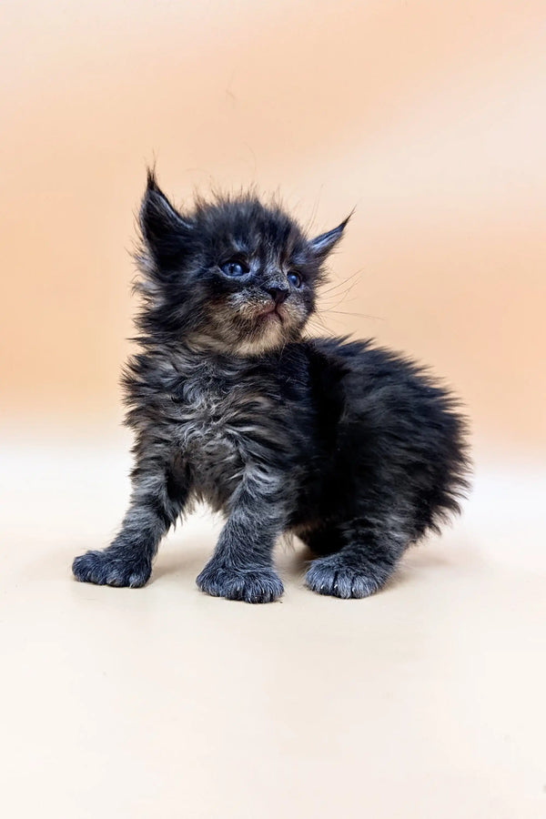 Fluffy black Polydactyl Maine Coon kitten with striking blue eyes showcasing cuteness