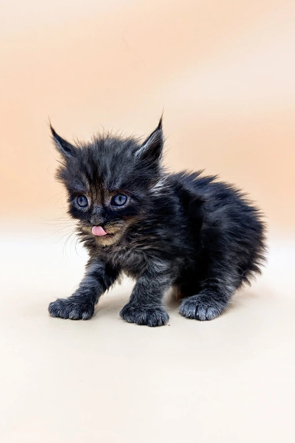 Fluffy gray Polydactyl Maine Coon kitten with cute pointed ears and pink tongue