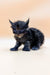 Fluffy black Polydactyl Maine Coon kitten with bright blue eyes and pointed ears
