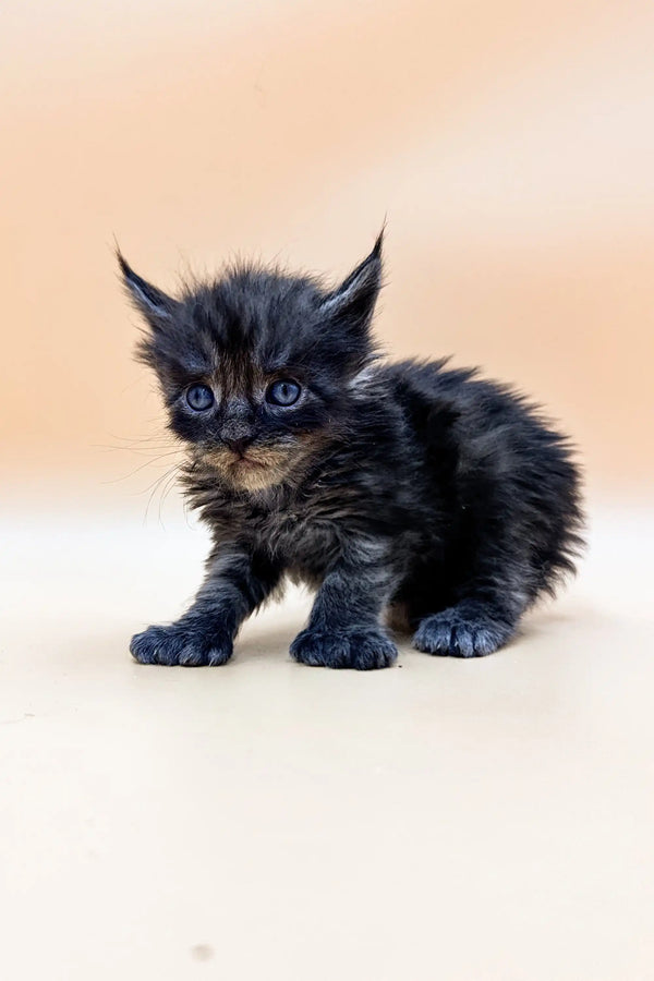 Fluffy black Polydactyl Maine Coon kitten with bright blue eyes and pointed ears