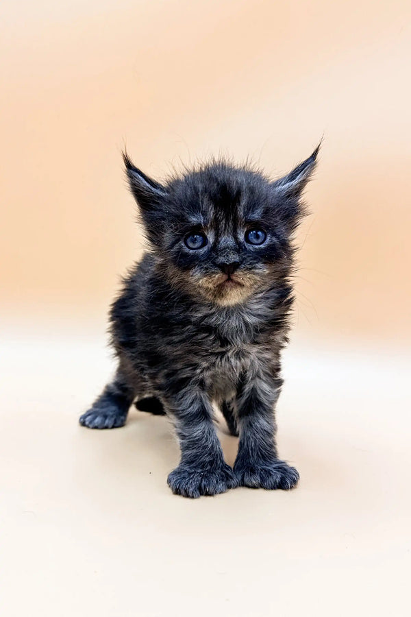 Fluffy gray and black Polydactyl Maine Coon kitten with bright blue eyes