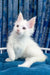 Cute fluffy white kitten from the Fargo Maine Coon Kitten collection