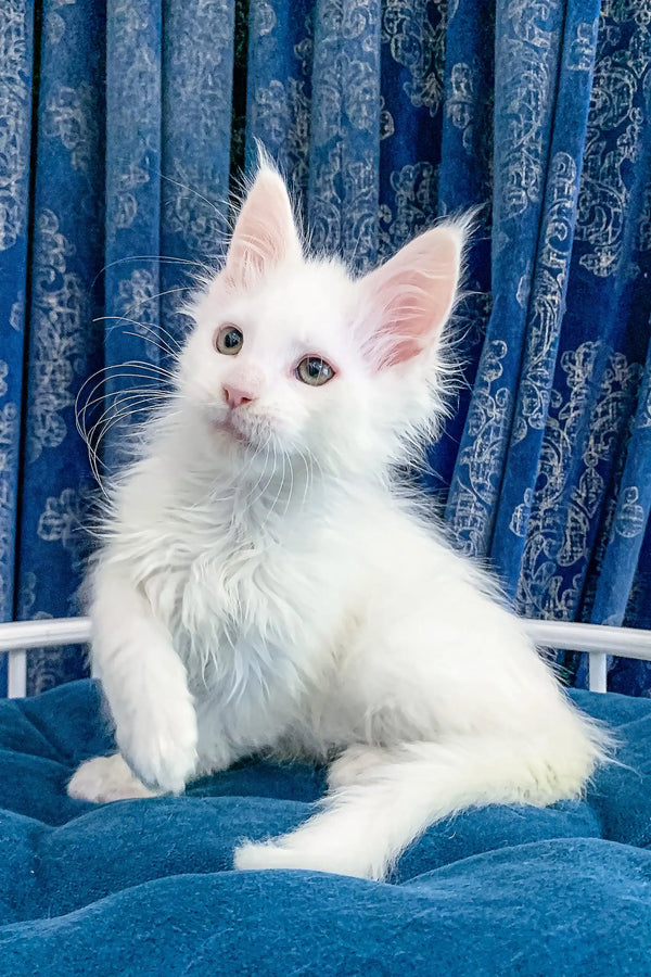 Cute fluffy white kitten from the Fargo Maine Coon Kitten collection