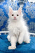 Fluffy white kitten from Fargo Maine Coon Kitten, super cute and playful